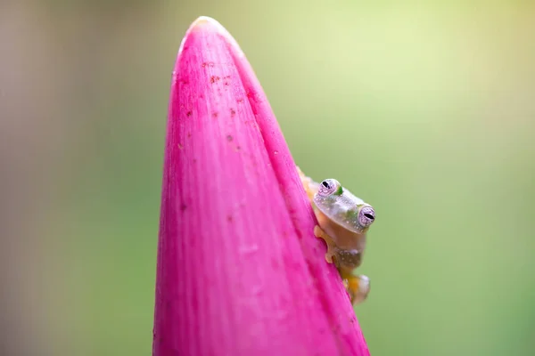 Malá Skleněná Žába Divoká Zvěř Kostariky — Stock fotografie