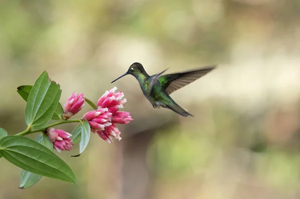 Kolibri Flyger Till Rosa Blomma — Stockfoto