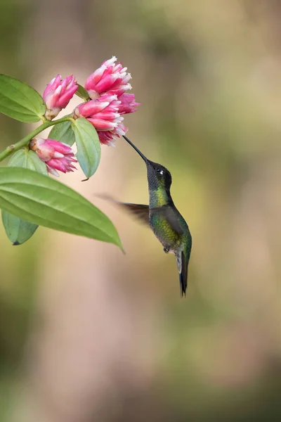 Kolorowy Koliber Karmi Słodki Nektar Kwiatowy — Zdjęcie stockowe