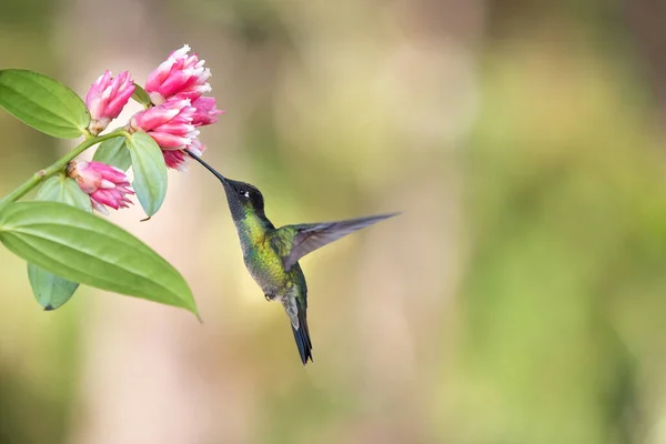 Färgglada Kolibri Utfodring Söt Blomma Nektar — Stockfoto