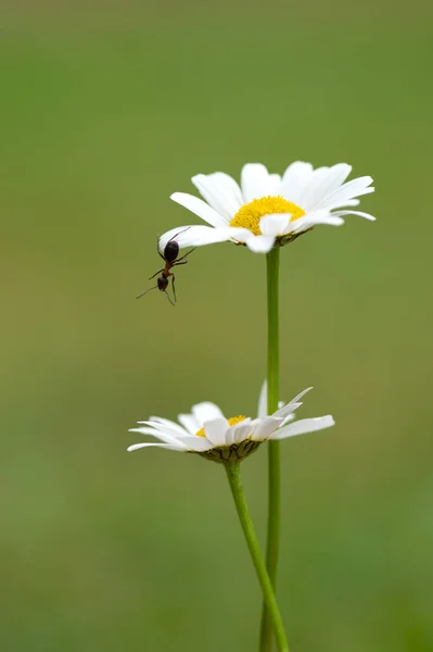 Winzige Ameise Auf Gänseblümchen Sommerwiese — Stockfoto