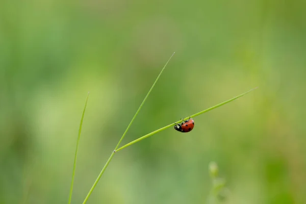 緑の芝生の上のテントウムシ 春の牧草地 — ストック写真