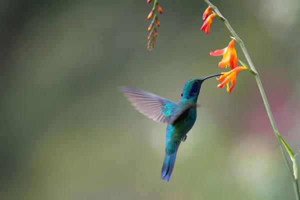Färgglada Kolibri Vilda Djur Costa Rica — Stockfoto