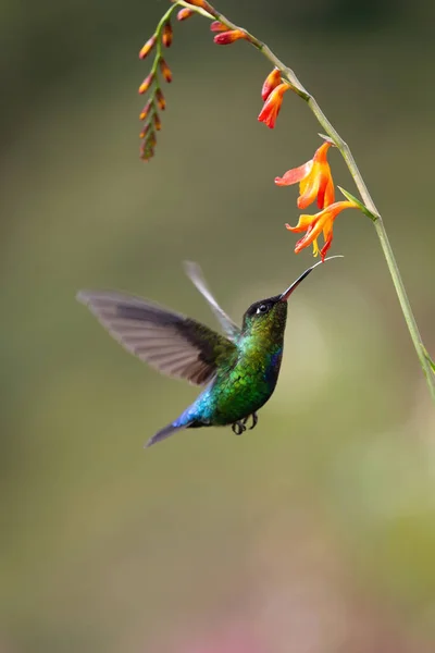 Hummingbird Alimentando Néctar Flor Doce — Fotografia de Stock