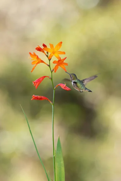 Kleurrijke Kolibrie Voedt Zoete Bloem Nectar — Stockfoto