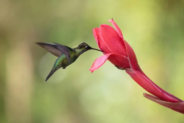 Kleurrijke Kolibrie Schoonheid Van Costa Rica — Stockfoto