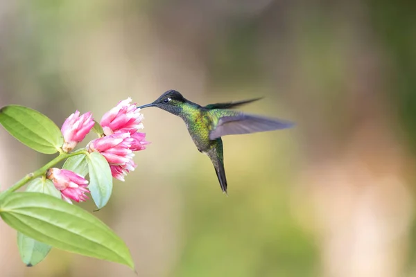 Färgglada Kolibri Skönhet Costa Rica — Stockfoto