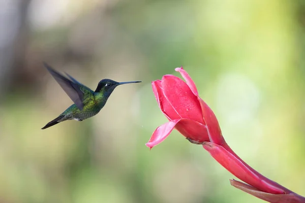 Beija Flor Colorido Beleza Costa Rica — Fotografia de Stock