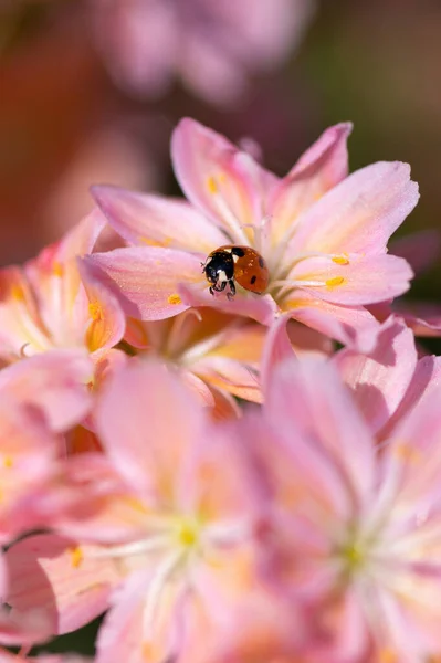 Marienkäfer Auf Winzigen Pastellfarbenen Blumen — Stockfoto