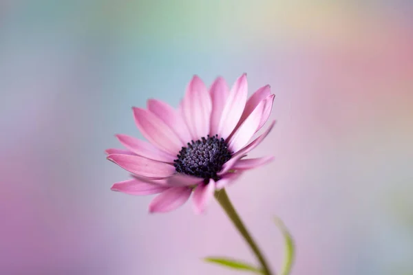 Pink Osteospermum Flower Detail — Stock Photo, Image
