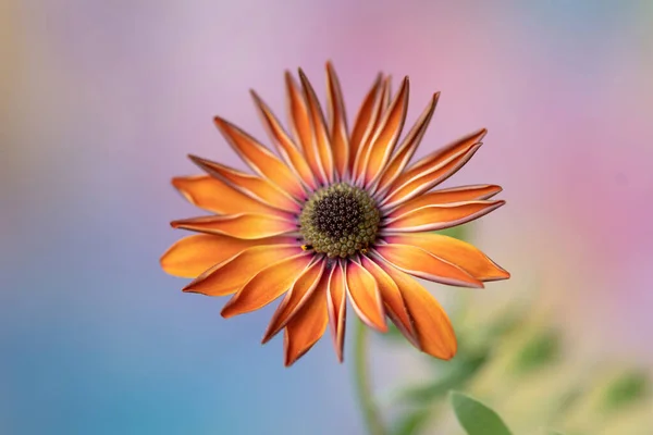 Detail Orange African Daisy Flower — Stock Photo, Image