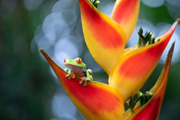 Rana Árbol Ojos Rojos Flor Exótica — Foto de Stock