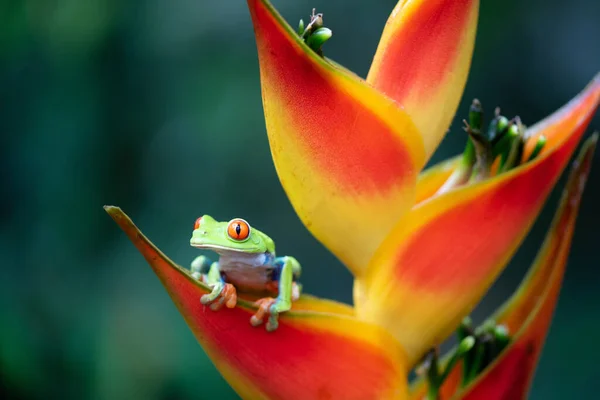 Linda Rana Árbol Ojos Rojos Flor Plátano — Foto de Stock