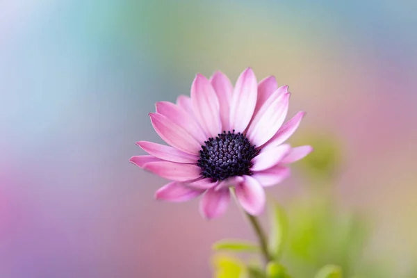 Pink Osteospermum Flower Close Photography — Stock Photo, Image