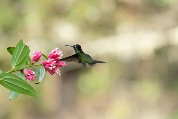 Vacker Kolibri Vilda Djur Costa Rica — Stockfoto