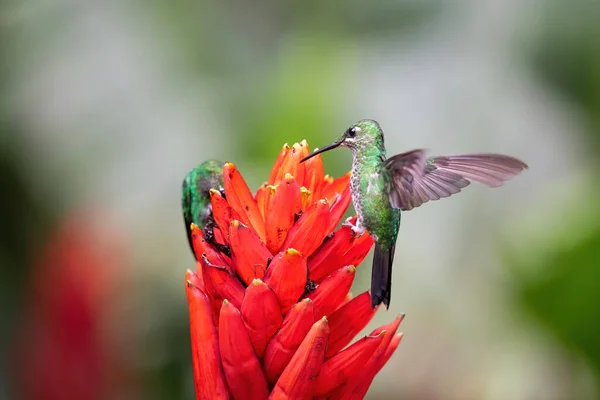 Bonito Beija Flor Vida Selvagem Costa Rica — Fotografia de Stock