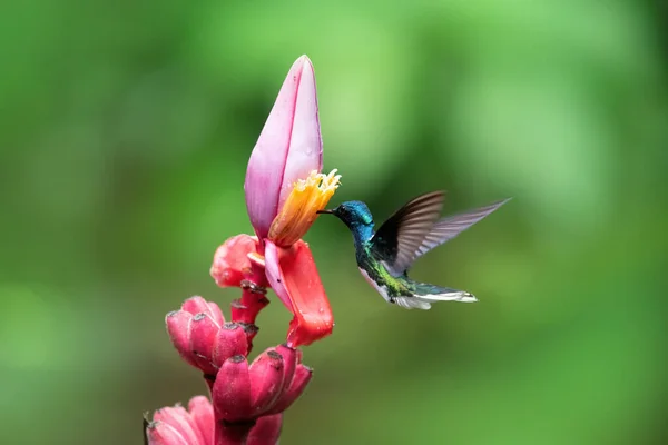 Piękny Koliber Dzika Przyroda Kostaryki — Zdjęcie stockowe