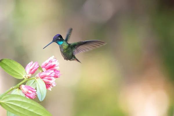 Barevný Kolibřík Krása Kostariky Royalty Free Stock Obrázky