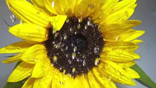 Waterdrops Falling Sunflower Slow Motion — Stock Video
