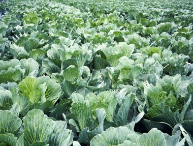 Olgun lahana hasat hazır yeşil alan.