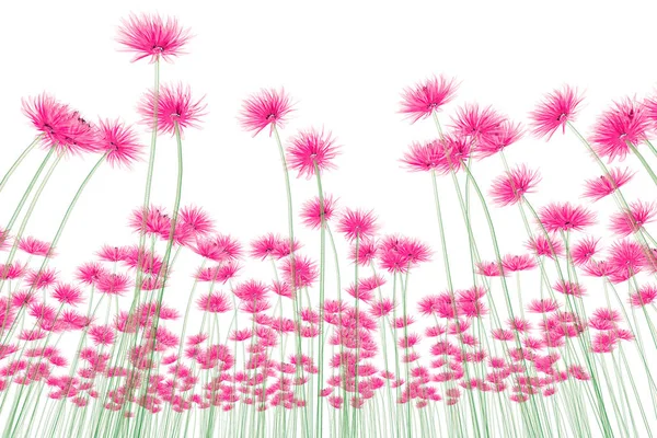 Imagem Raios Uma Flor Isolada Branco Ilustração Dahlia — Fotografia de Stock