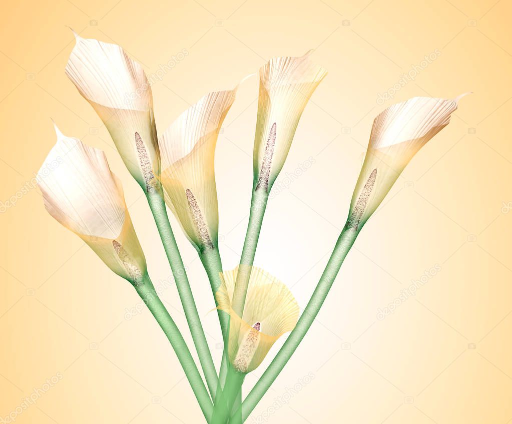 x-ray image of a flower  isolated on yellow, the Calla Lily 3d illustration