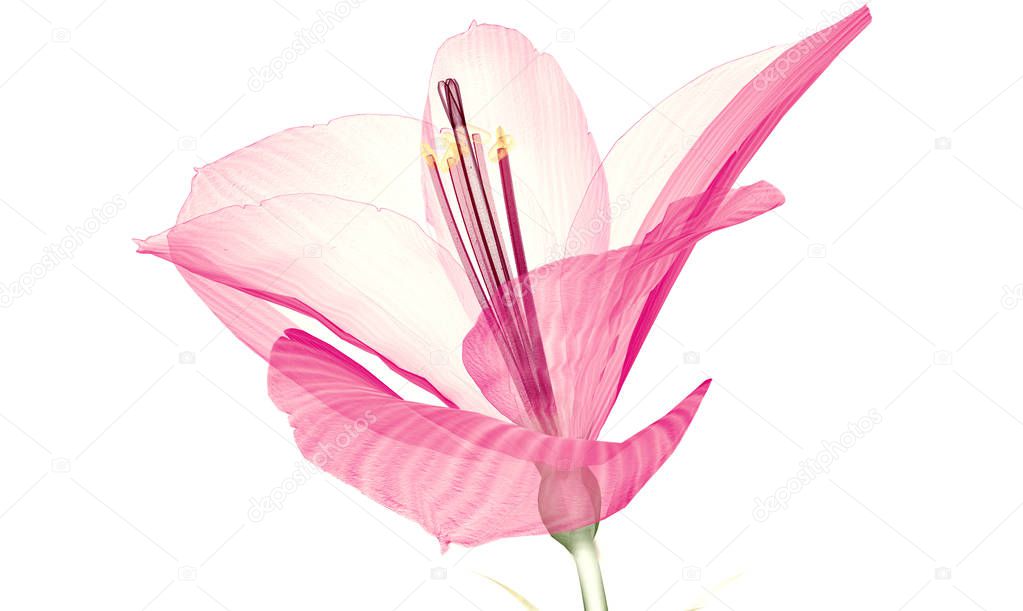 x-ray image of a flower  isolated on white, the Ameryllis 3d illustration