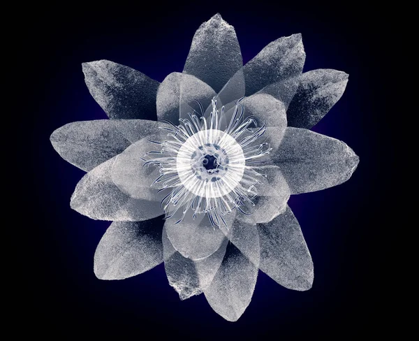 Рентгенівське зображення квітки ізольовано на чорному, ілюстрація лотоса 3d — стокове фото