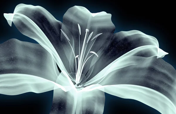 X-ray kép egy elszigetelt fehér, az Amaryllis virág — Stock Fotó