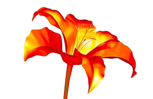 Infra-vörös képe a virág elszigetelt fehér, az Amaryllis 3d — Stock Fotó