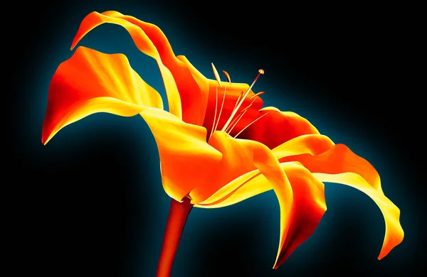 Imagem infravermelha de uma flor isolada em preto, o Amaryllis 3d — Fotografia de Stock