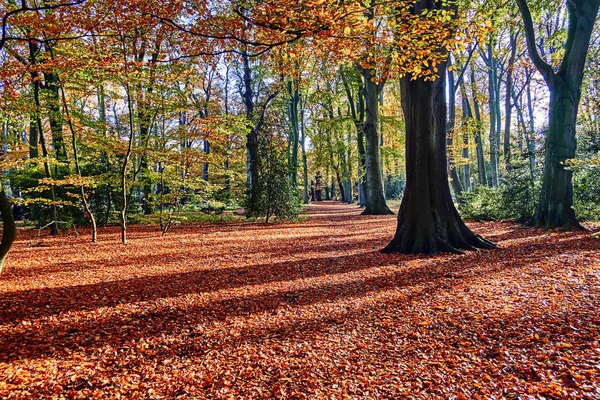 Yaz Avrupa'nın yeşil forrest 