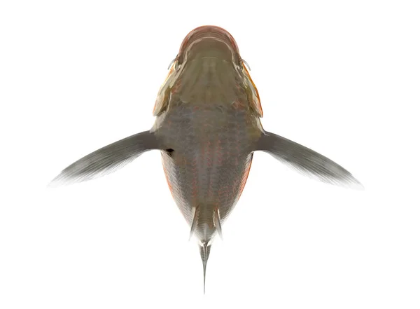 Ψάρια κυπρίνου σε λευκό φόντο με διαδρομή αποκοπής — Φωτογραφία Αρχείου