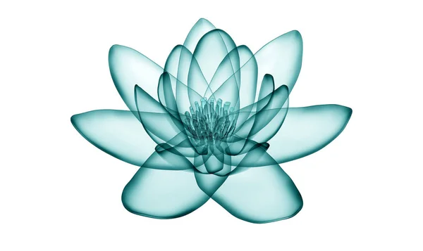 X-ray görüntü beyaz, lotus 3d illustr izole bir çiçek — Stok fotoğraf