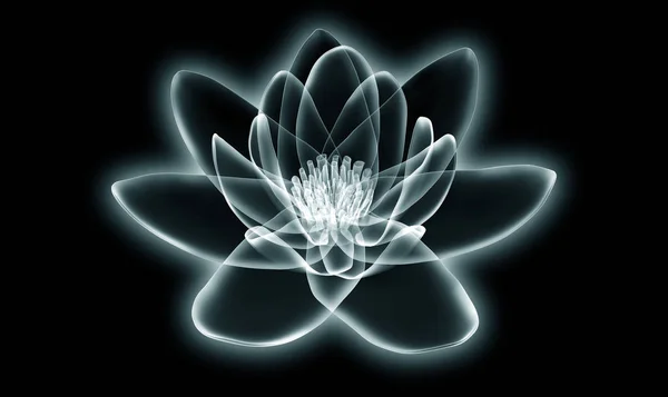 Рентгенівське зображення квітки ізольовано на чорному, ілюстрація лотоса 3d — стокове фото