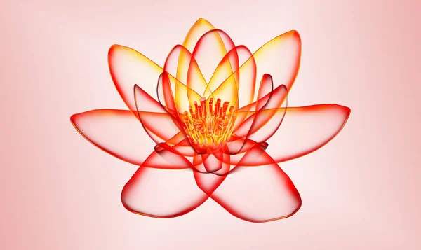 Imagem de raios-x de uma flor isolada em branco, o lotus 3d illustr — Fotografia de Stock