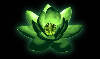 x-ray görüntü siyah, lotus 3d illustr izole bir çiçek