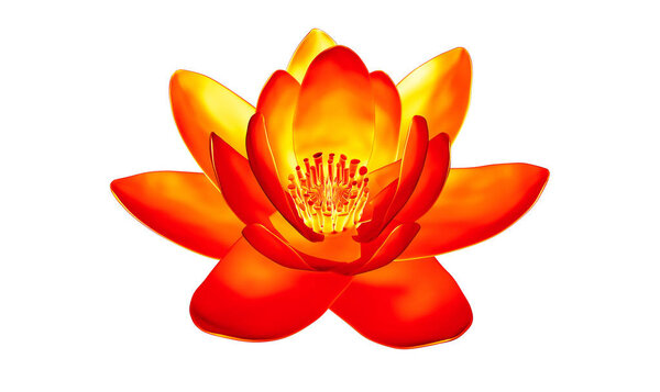 x-ray image of a flower  isolated on white, the lotus 3d illustr