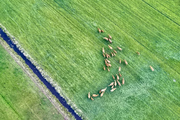 Widok Lotu Ptaka Stado Krów Pasących Się Pastwisku Dron Widokiem — Zdjęcie stockowe