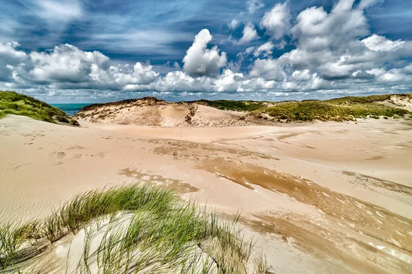 Dutch  dunes, grown with Beach Grass, taken with a wide angle on a sunny cloudy day.
