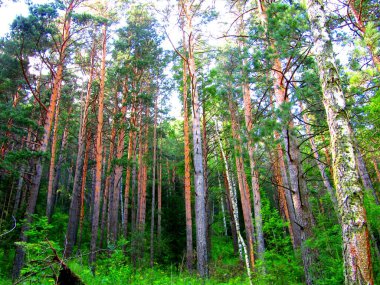 Yaz ormanında çamlar