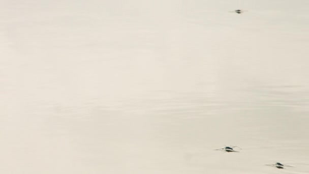 Two Water Striders Try Make Love — Stock Video