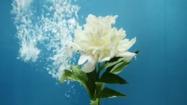 Bolbos de água subir perto de uma flor branca — Vídeo de Stock