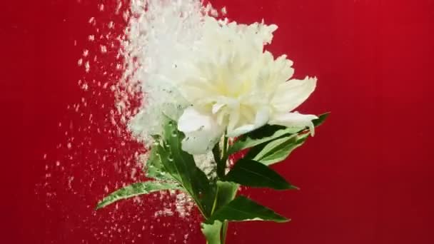 Wasserzwiebeln steigen in der Nähe einer weißen Blume auf — Stockvideo