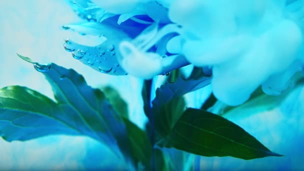 Op mooie bloemen gieten van verf. Close-up. — Stockvideo