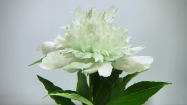 Beyaz bir arka plan üzerinde iplik güzel beyaz çiçek.