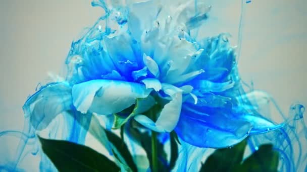 Auf schöne Blumen, die Farbe gießen — Stockvideo