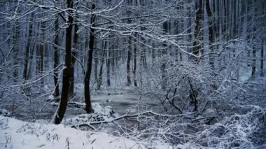 Snowy orman, donmuş göl üzerinde kamera hareketi. Onun kar yağışı