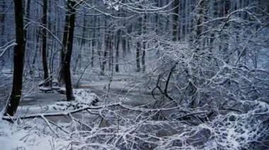 Snowy orman, donmuş göl üzerinde kamera hareketi. Onun kar yağışı