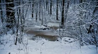 Snowy orman, donmuş göl üzerinde kamera hareketi. Onun kar yağışı